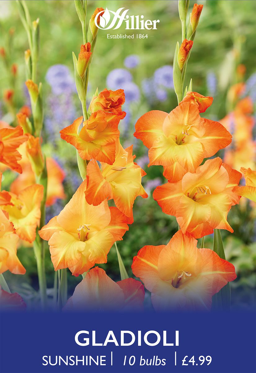 8718641996836 1 Gladiolus Sunshine.jpg